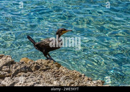 Great black cormorant bird on the shore of the Adriatic Sea in Croatia Stock Photo