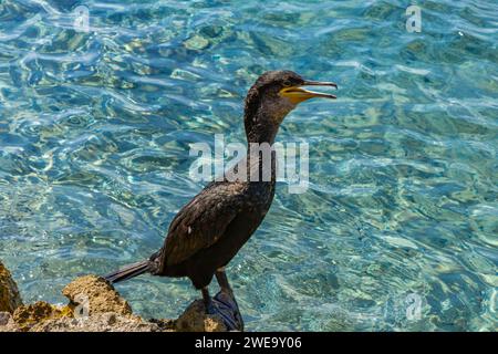 Great black cormorant bird on the shore of the Adriatic Sea in Croatia Stock Photo