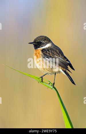 Schwarzkehlchen, Saxicola torquata, maennlich, Stock Photo