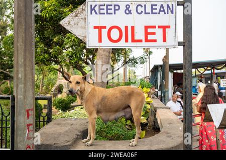 Mumbai, Maharashtra, India, A stray dog with sign of toilet, Editorial only. Stock Photo