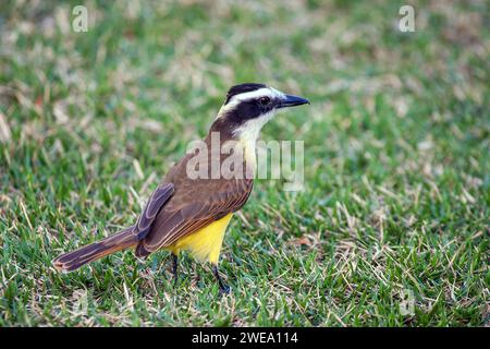 Bem-te-vi, Schwefeltyrann (Pitangus sulphuratus) Stock Photo