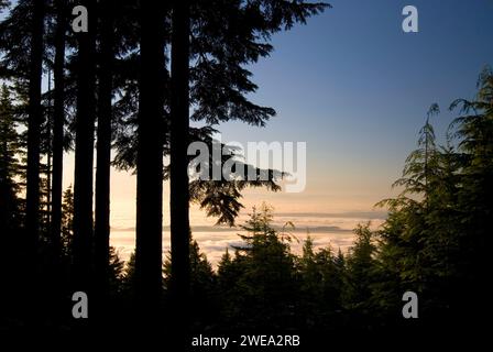 Fir silhouette with fog over Puget Sound from Mt Walker Viewpoint, Olympic National Forest, Washington Stock Photo