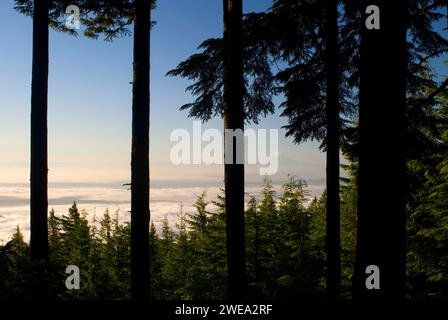 Fir silhouette with fog over Puget Sound from Mt Walker Viewpoint, Olympic National Forest, Washington Stock Photo