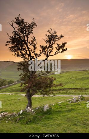 The sun sets behind a lone tree, on the fells above the village of Arncliffe in Littondale, Yorkshire Dales National Park, UK Stock Photo