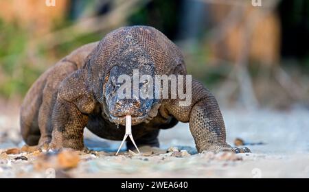 Komodo, Drache, Waran, (Varanus komodoensis) Komodo Island, Indonesien, Komodo-Waran, Echse, Echsen, Schuppenkriechtiere, Stock Photo