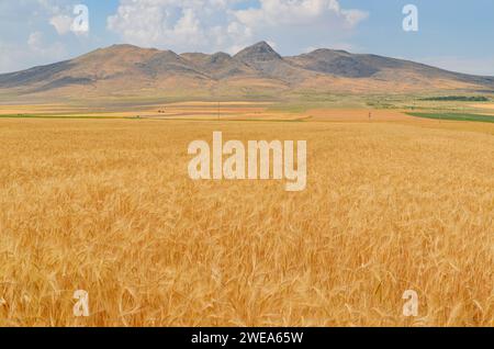 Golden wheat field in Turkey with distant mountains and clouds in a clear blue sky on a sunny day, along the road from Karapınar to Emirgazi Stock Photo