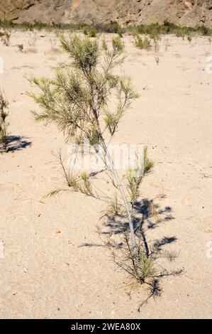 Wild tamarisk (Tamarix usneoides) is an evergreen shrub or small tree native to southern Africa. This photo was taken in Swakopmund, Namibia. Stock Photo
