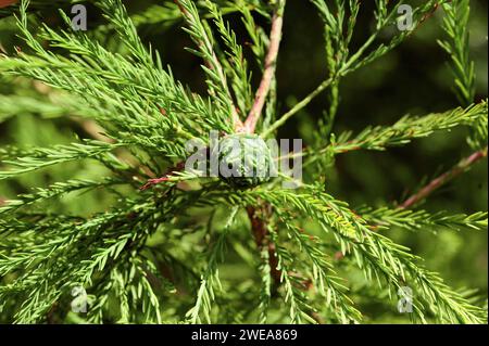 Bald cypress (Taxodium distichum) is a deciduous conifer tree native to southestern USA. Cones and leaves detail. Stock Photo