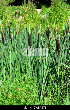 Common bulrush or broadleaf cattail (Typha latifolia) is a perennial herb native to Eurasia, Africa and Americas. This photo was taken in Malmo, Swede Stock Photo