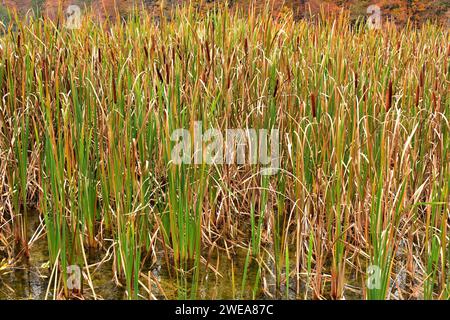 Common bulrush or broadleaf cattail (Typha latifolia) is a perennial herb native to Eurasia, Africa and Americas. This photo was taken in Plitvice Nat Stock Photo
