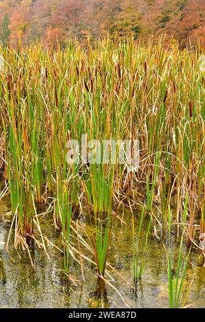 Common bulrush or broadleaf cattail (Typha latifolia) is a perennial herb native to Eurasia, Africa and Americas. This photo was taken in Plitvice Nat Stock Photo