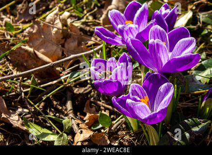 Bee on a pink Saffron flower. Bee picking pollen from crocus flower. Busy bee inside of lilac crocus flower spring background with copy space. Stock Photo
