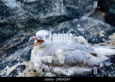 Wintering seagull dies on the shores of the Persian Gulf. Surf foam and sand cover the feathers Stock Photo
