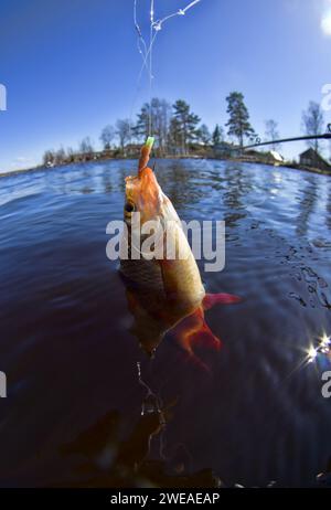 Fish, Scardinius erythrophthalmus, caught during fishing day on the lake  cloudy day hanging on the fishing line Stock Photo