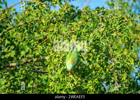 Emerald-collared parrakeet (Psittacula calthorpae, male) feeds on fruits like Juneberry (Amelanchier), winter bird plumage. Now it's a synanthropic bi Stock Photo