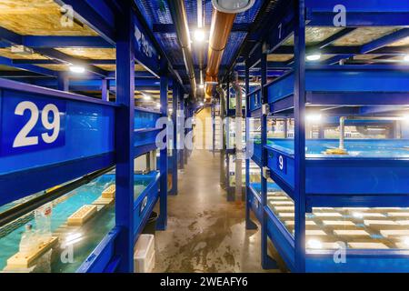 Water basins with automatic feeding and water recirculation for growing ...