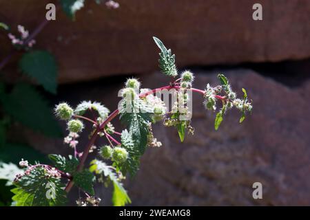 Roman nettle (Urtica pilulifera) is an annual herb native to Mediterranean Basin. Female and male flowers detail. This photo was taken in Petra, Jorda Stock Photo