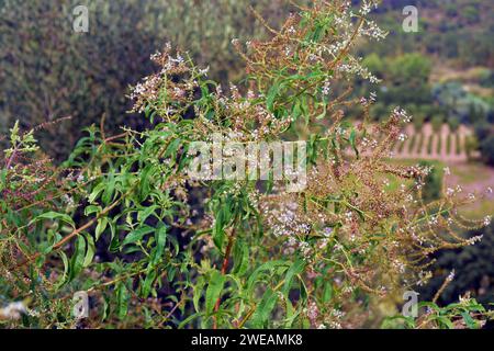 Lemon verbena (Aloysia citrodora, Aloysia triphylla or Lippia citrodora) is a perennial medicinal shrub native to South America and introduced in Euro Stock Photo
