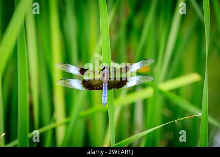 Male Widow Skimmer (Libellula luctuosa) near a neighborhood pond Stock Photo