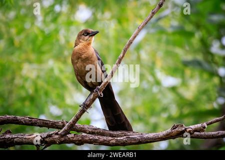 Female Gereat-tailed Grackle (Quiscalus mexicanus) perched in a tree Stock Photo