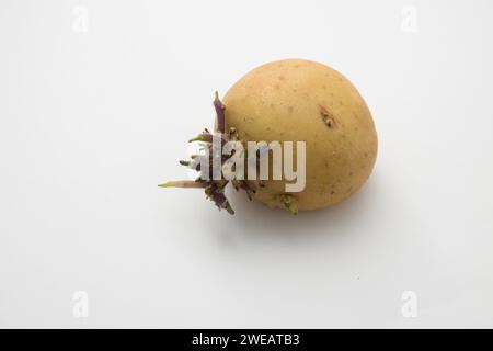 Detail of a close-up of a potato with sprouts isolated on white background with copy space Stock Photo