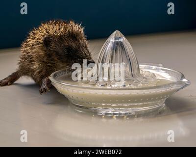 Documentary image of a european hedgehog in a rescue centre in the UK, learning to lap Stock Photo
