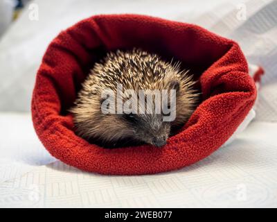 Documentary image of a european hedgehog in a rescue centre in the UK, keeping warm inside a snuggle sack Stock Photo