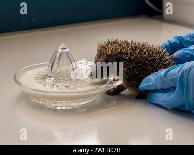 Documentary image of a european hedgehog in a rescue centre in the UK, learning to lap Stock Photo