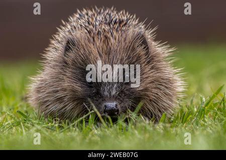 Documentary image of a european hedgehog in a rescue centre in the UK, released into a garden Stock Photo