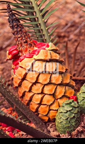 Cycad plant South Africa an orange female cone with red seeds Stock Photo