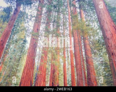 Giant sequoia trees at the Giant Forest in Sequoia National Park, California, in winter. Stock Photo