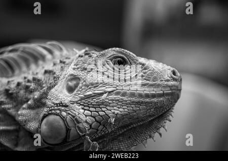 black and white portrait of a green iguana close up Stock Photo
