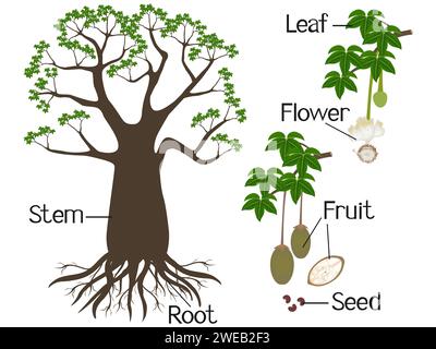 Parts of baobab tree isolated on a white background. Stock Vector