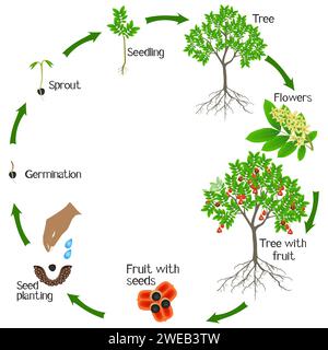 A growth cycle of a ackee tree on a white background. Stock Vector