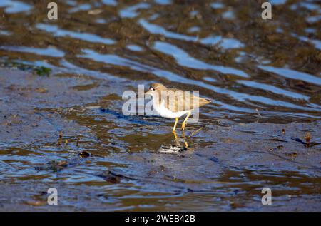 Spotted Sandpiper Winter Plumage Stock Photo