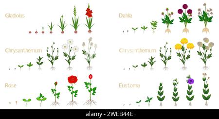 Set of flower growth cycles isolated on white background. Stock Vector