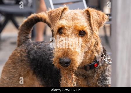 Closeup Portrait of Airedale Terrier Dog Stock Photo