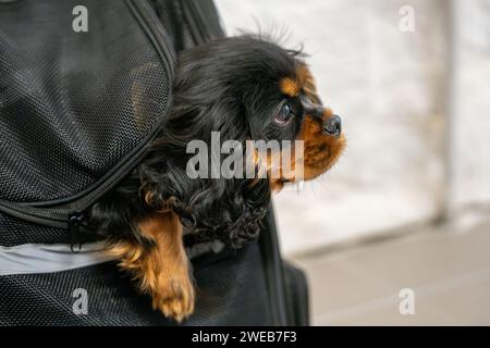Cavalier King Charles Spaniel black-and-tan puppy in a travel carrier. Soft focus. Selective focus. Stock Photo