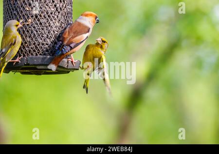 A hawfinch (Coccothraustes coccothraustes) squabbles with a siskin (Carduelis spinus) at a bird feeder, in Koros-Maros National Park, Hungary Stock Photo