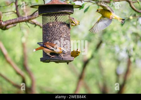 A hawfinch (Coccothraustes coccothraustes) squabbles with siskins (Carduelis spinus) at a niger seed bird feeder in Koros-Maros National Park, Hungary Stock Photo