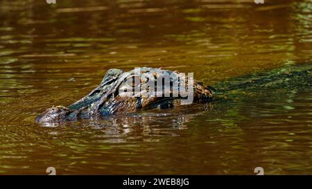 A caiman lurking at the river's edge in the Amazonian rainforest, Cuyabeno Reserve in the Amazon Region between Ecuador and Peru. Stock Photo
