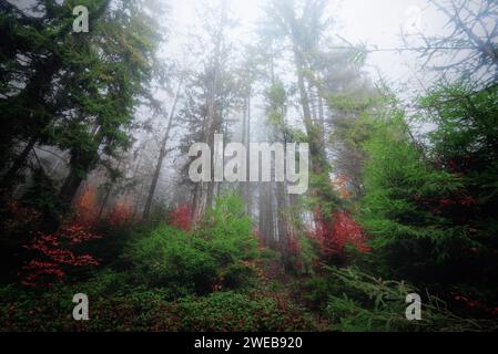 Cold morning in a foggy mountain forest. Mysterious landscape with tall pine trees in the autumn forest, mist, trail and dramatic light. Stock Photo