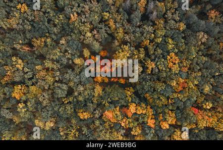 Beautiful autumn forest with multi colored foliage from aerial top view. Stock Photo
