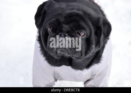 Close-up portrait of black pug against white snow landscape. Beautiful purebred pug girl weared in grey warm overalls. Intelligent muzzle, pensive. Stock Photo