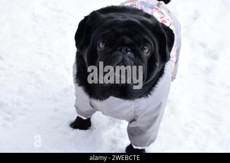 Beautiful black pug girl weared in grey warm overalls. Cute pug walking among snow drifts in winter park. Intelligent muzzle, pensive gaze. Stock Photo