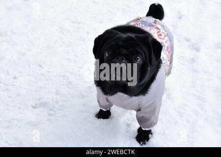 Beautiful black pug girl weared in grey warm overalls. Cute pug walking among snow drifts in winter park. Intelligent muzzle, pensive gaze. Stock Photo