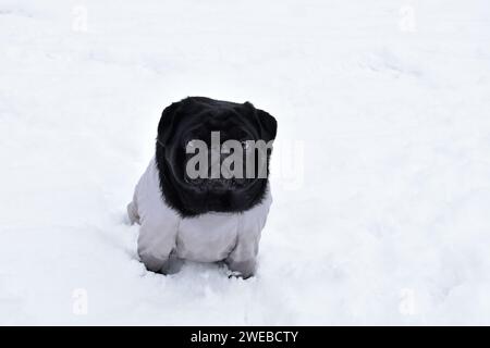 Beautiful black pug girl weared in grey warm overalls. Cute pug sitting on snow drift in winter park. Intelligent muzzle, sad look. Stock Photo