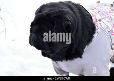 Close-up portrait of black pug against white snow landscape. Beautiful dog weared in grey warm overalls. Intelligent muzzle, pensive gaze to the side. Stock Photo