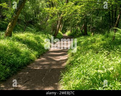 Pretty woodland footpath through trees with dappled sunlight and shade, in Summer, Ticknall Limeyards, Derbyshire, England, UK Stock Photo