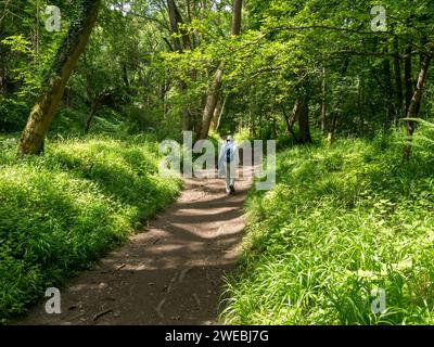 Walker on Pretty woodland footpath through trees with dappled sunlight and shade, in Summer, Ticknall Limeyards, Derbyshire, England, UK Stock Photo